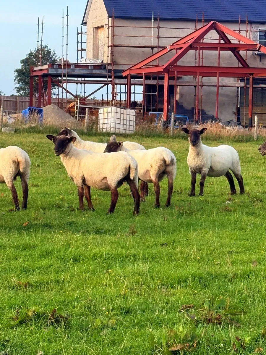 Suffolk Cheviot Hoggets - Image 3