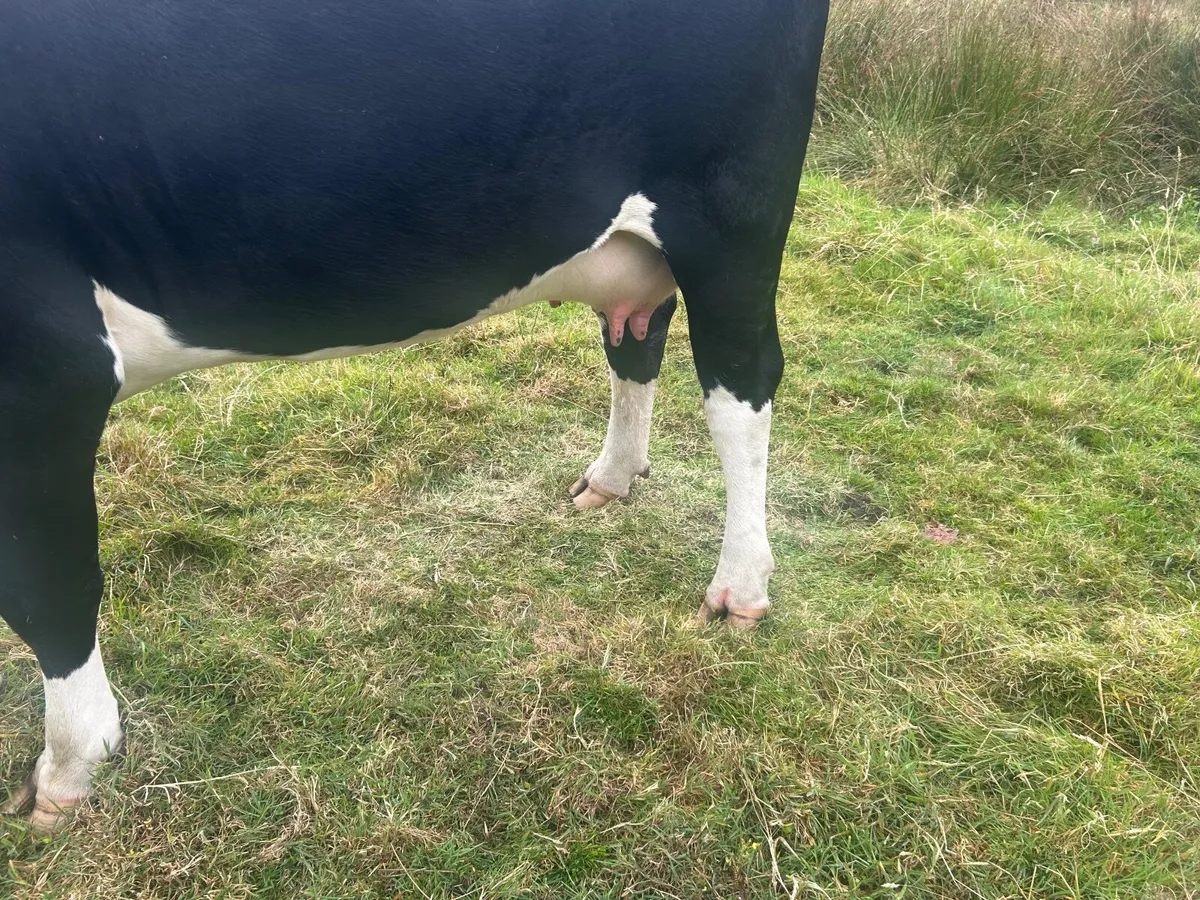 Foster heifer with milk - Image 4