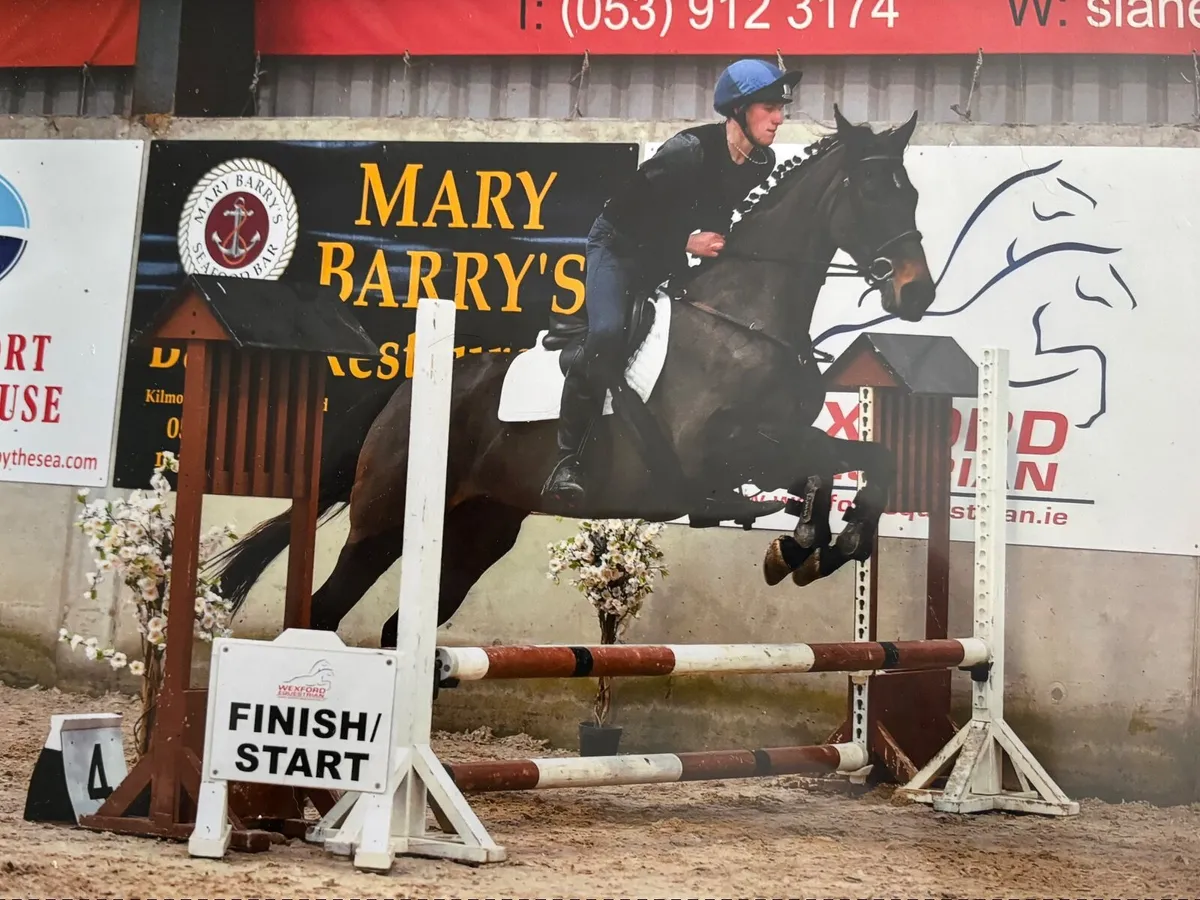 Horse Mare - Image 2