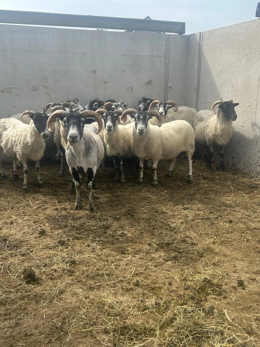 Horned ewes - Image 1