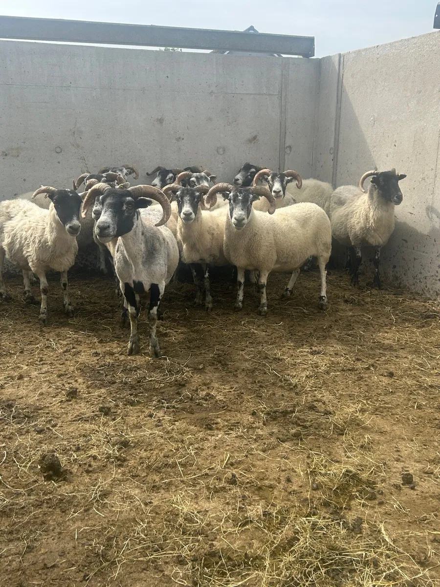 Horned ewes - Image 2