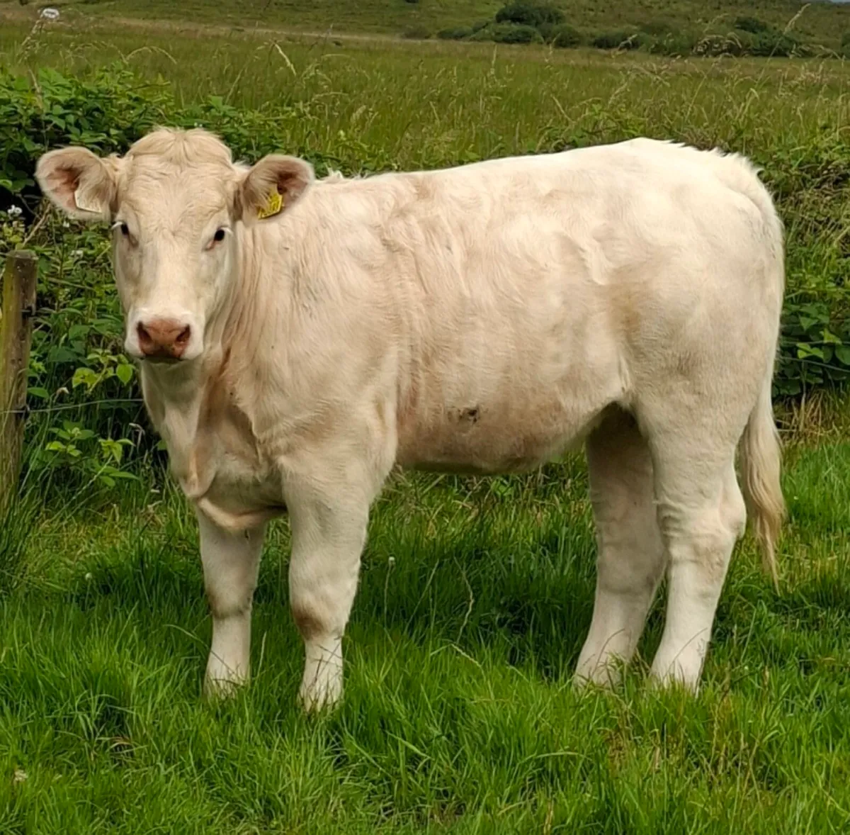 Pedigree Charolais heifer - Image 1