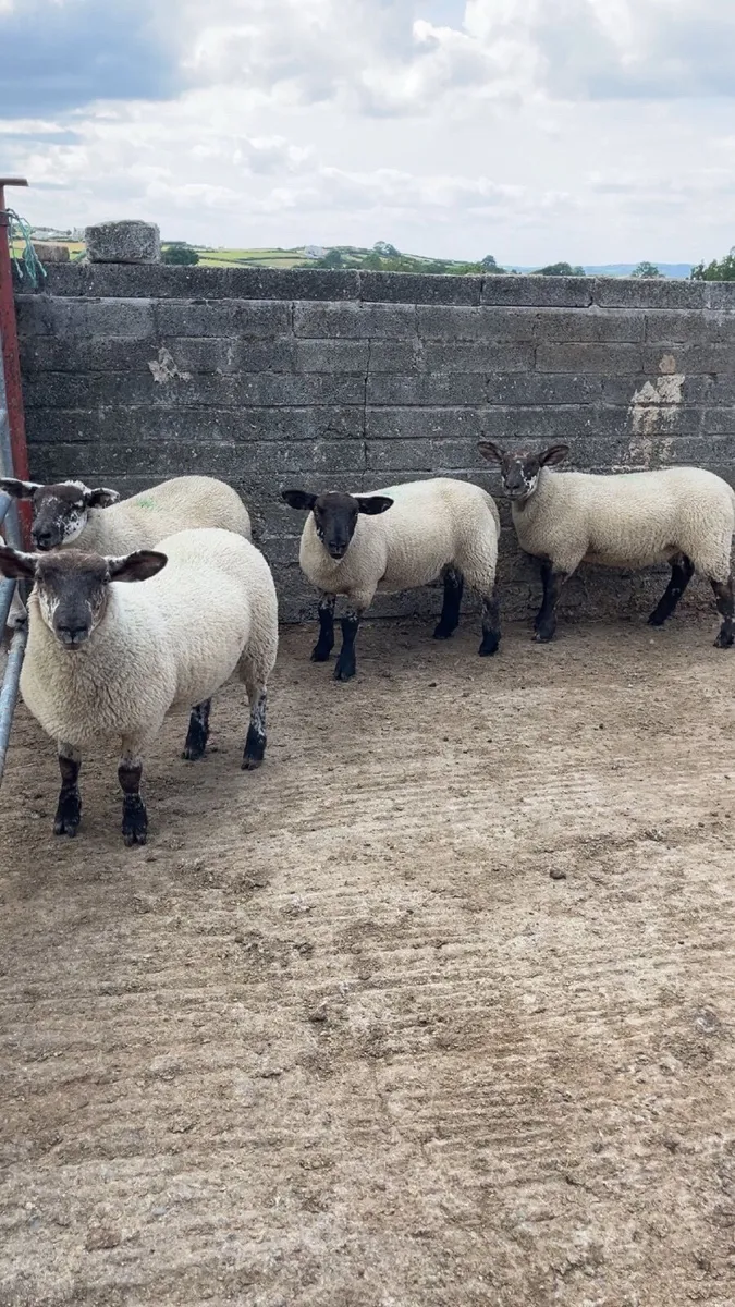 Ewe Lambs - Image 1