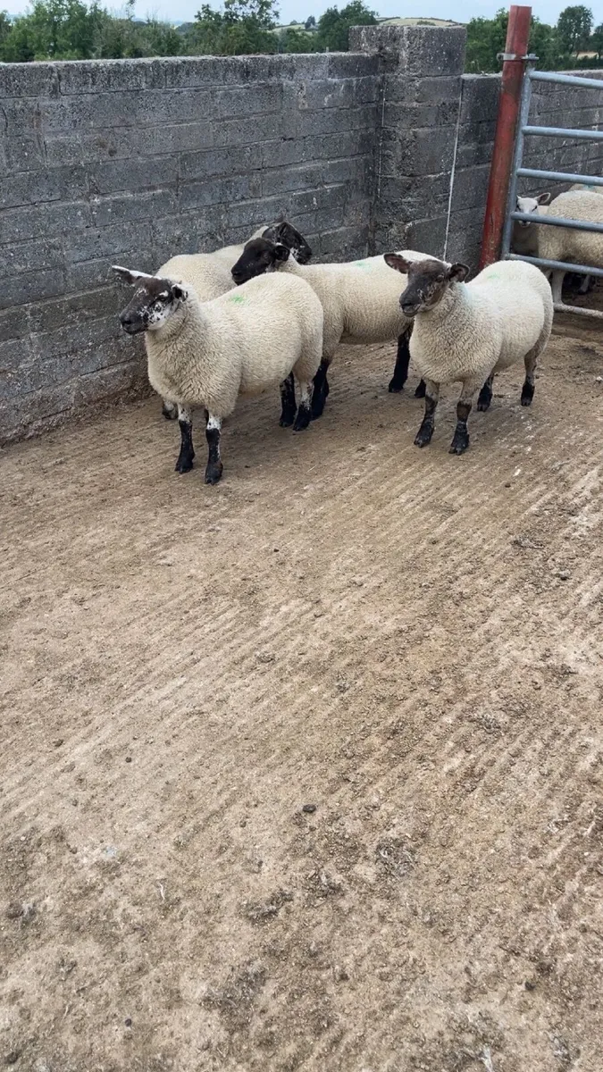 Ewe Lambs - Image 2
