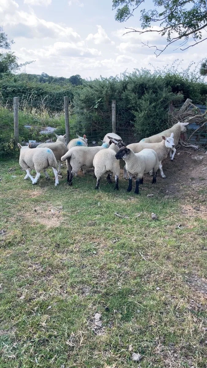 Ewe Lambs - Image 3