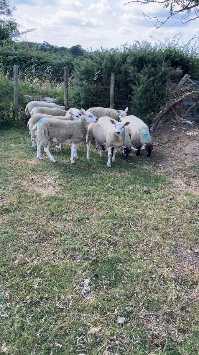 Ewe Lambs - Image 4