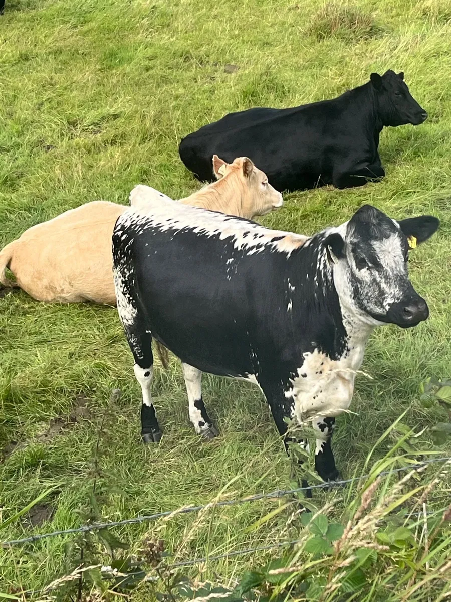 2 speckle park heifers - Image 1