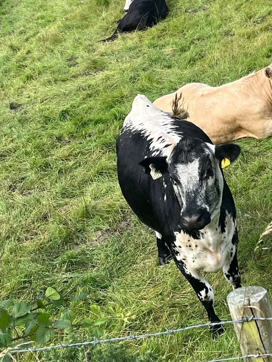 2 speckle park heifers - Image 2