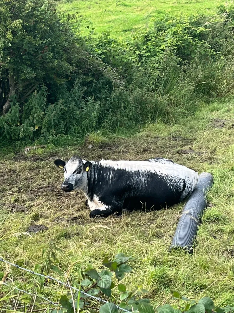 2 speckle park heifers - Image 3