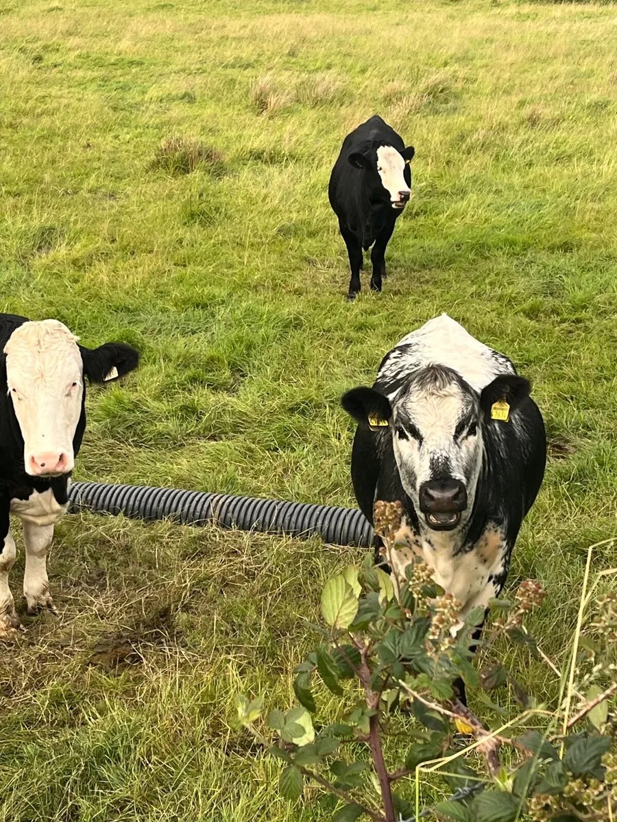 2 speckle park heifers - Image 4