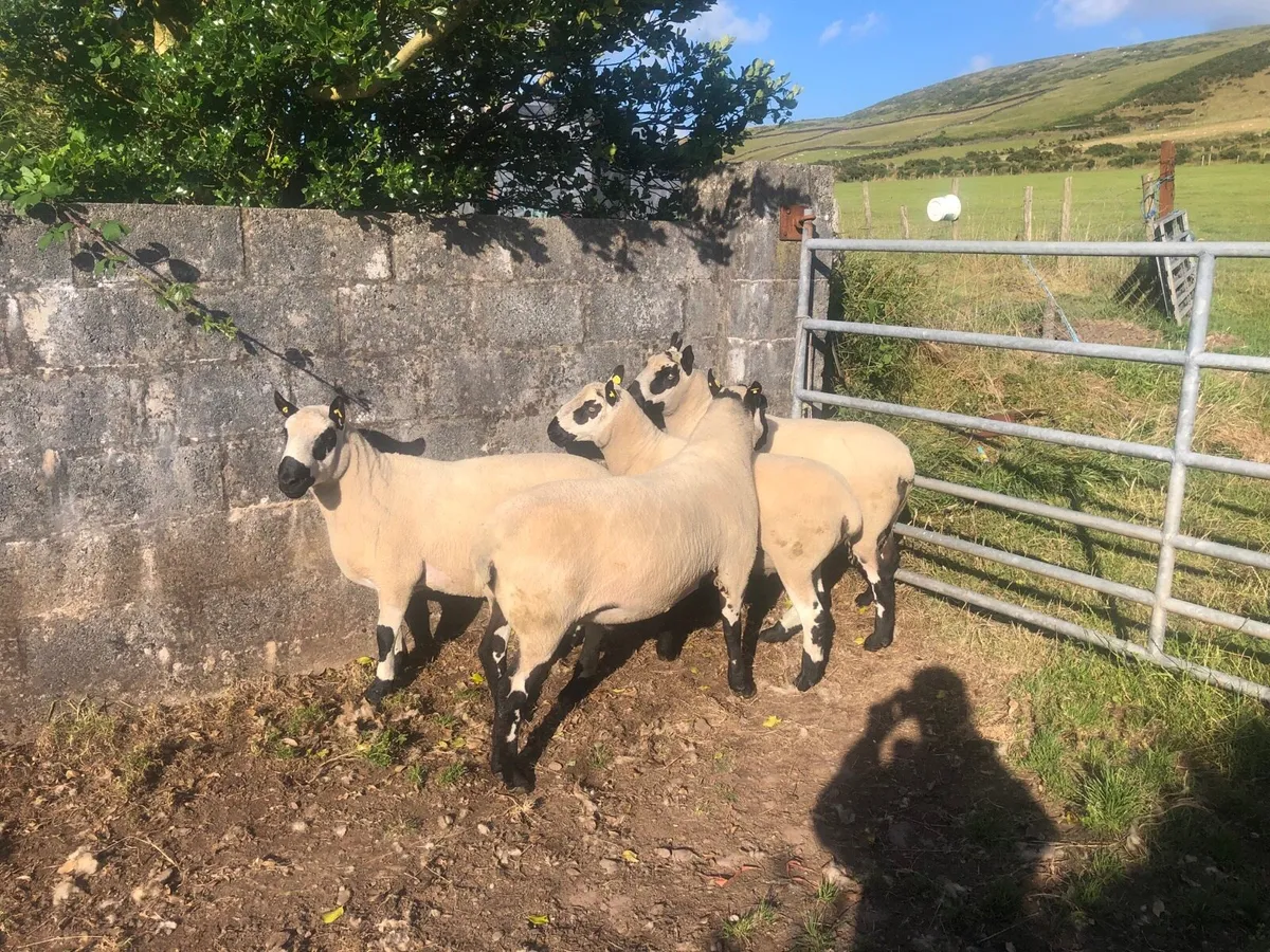 Kerry Hill PBNR Rams - Image 2