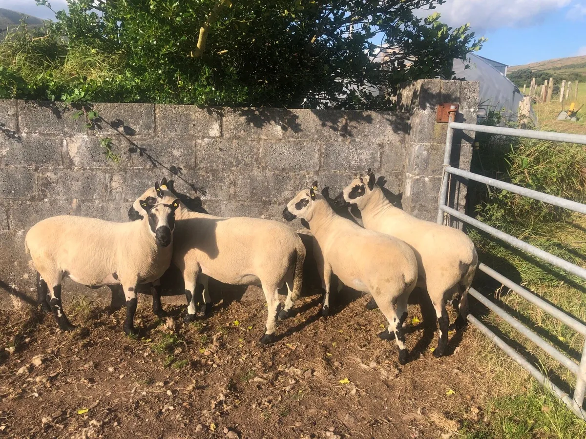 Kerry Hill PBNR Rams - Image 3