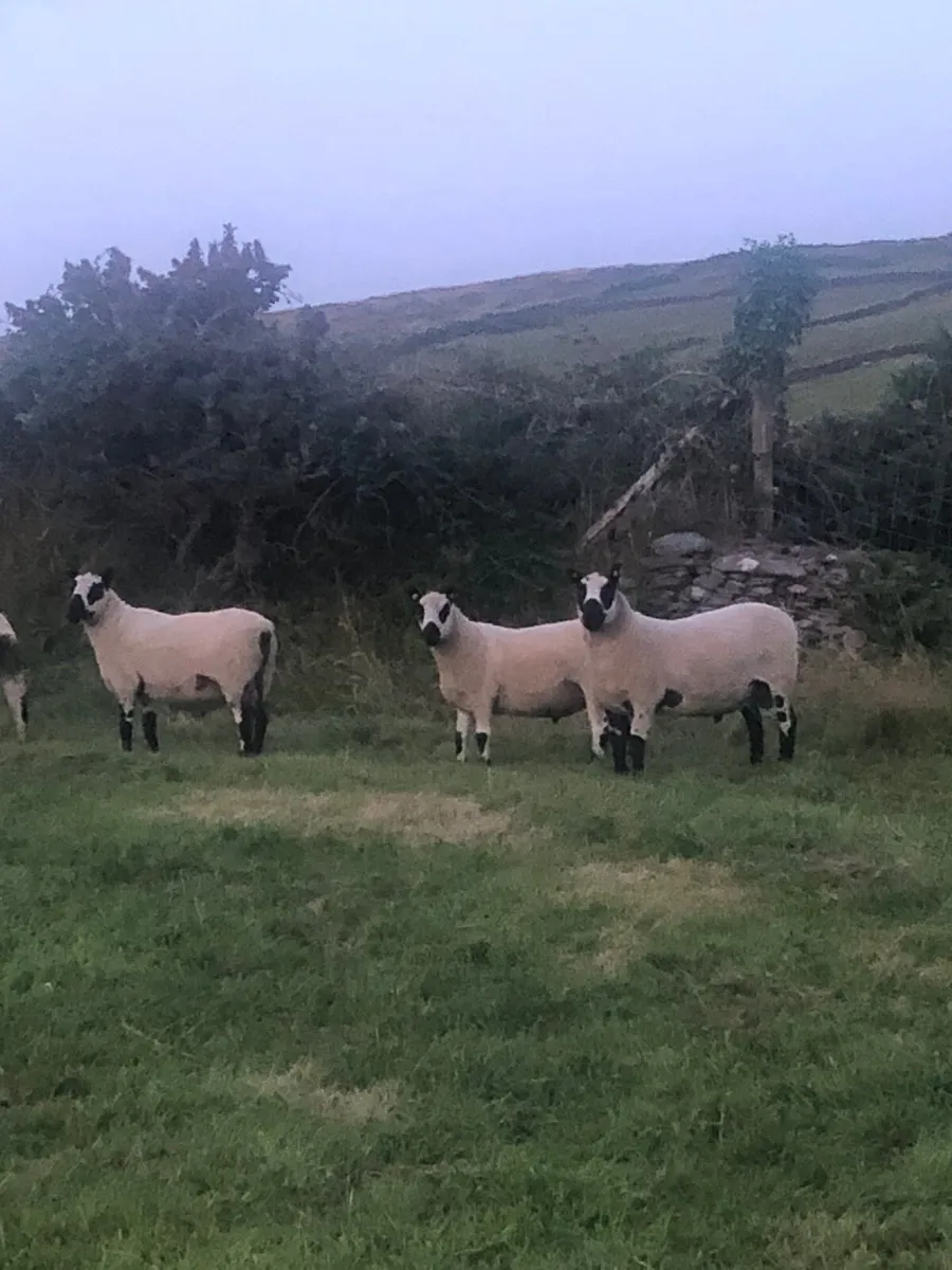Kerry Hill PBNR Rams - Image 1