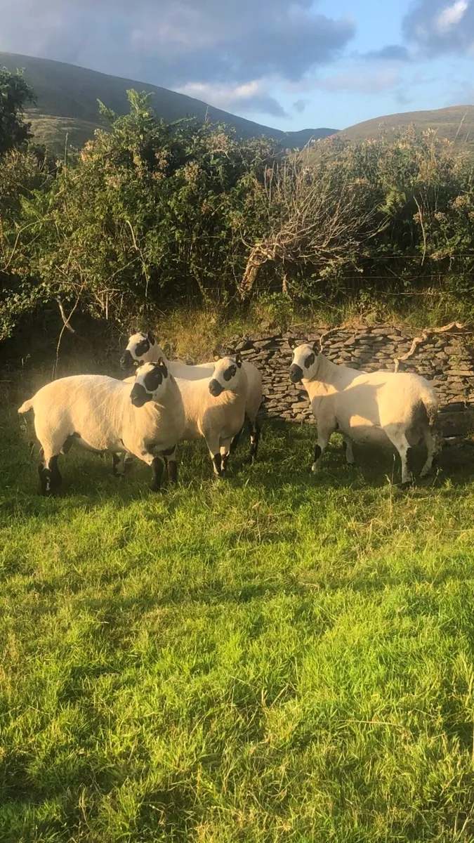 Kerry Hill PBNR Rams - Image 4