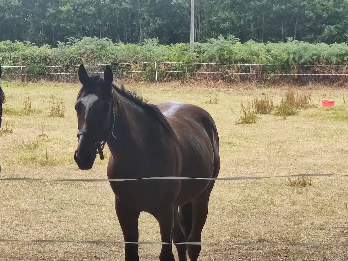 Thoroughbred Yearling Colt - Image 2
