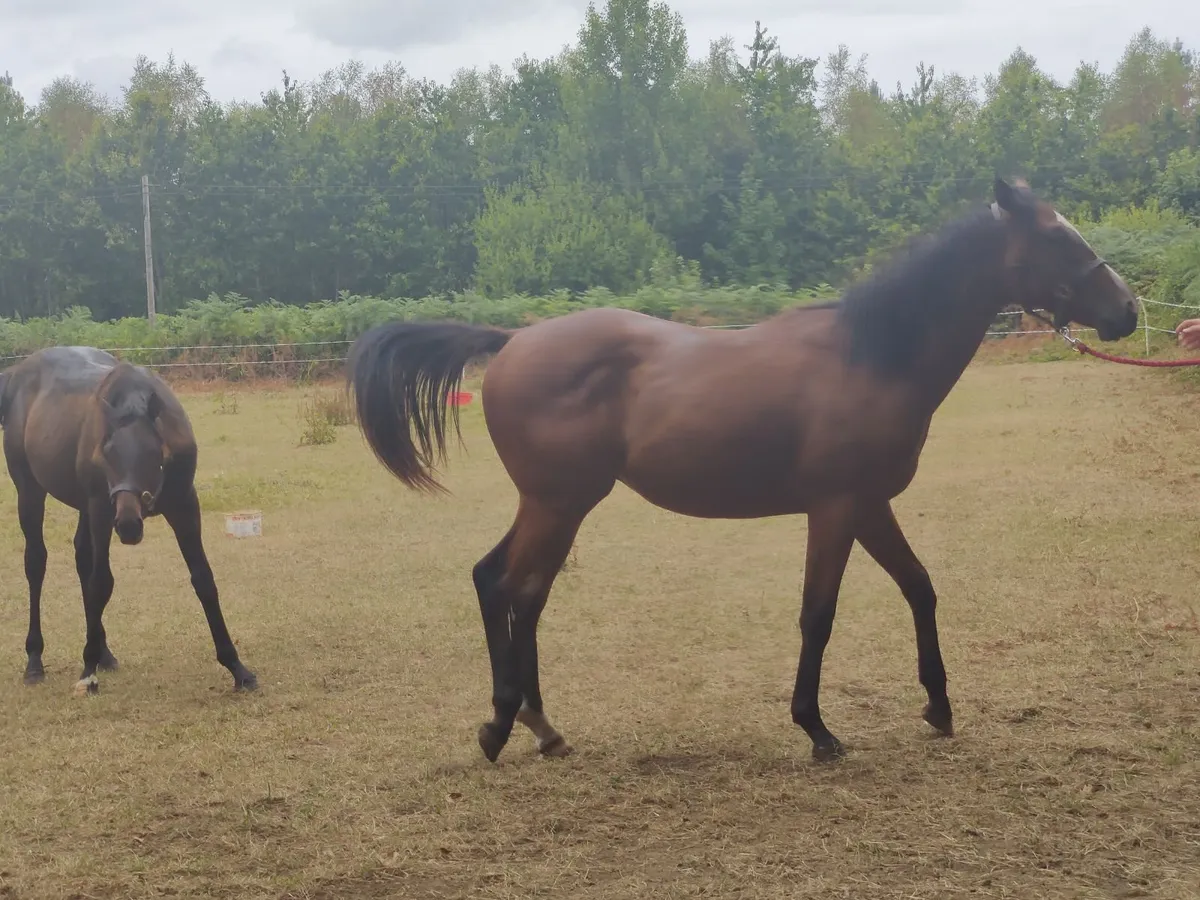 Thoroughbred Yearling Colt - Image 1