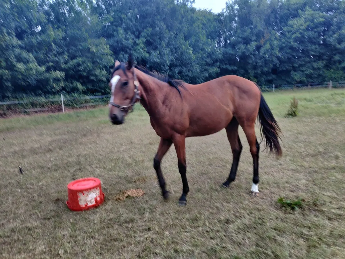 Thoroughbred Yearling Colt - Image 3