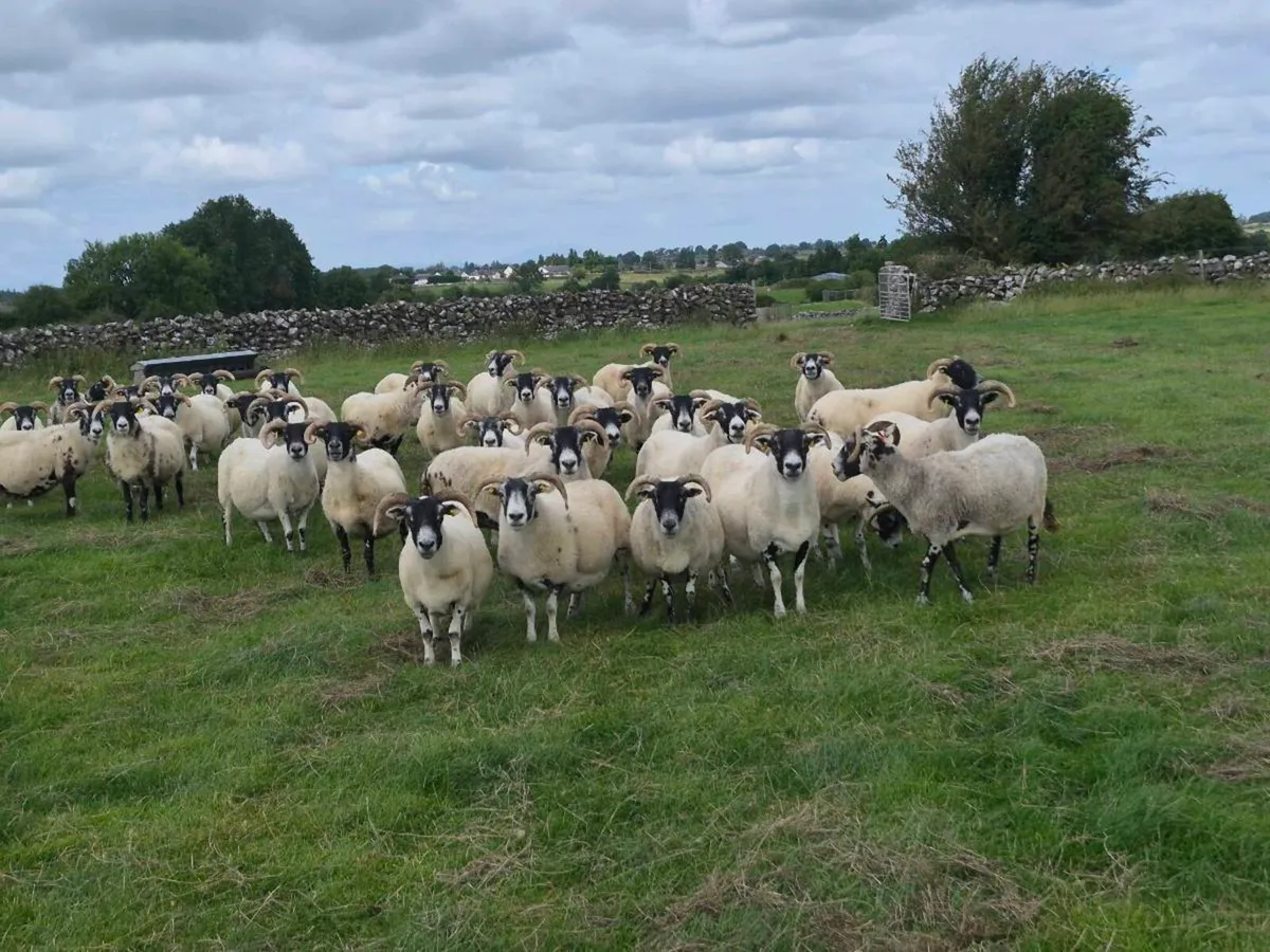 Lanark Ewes - Image 2