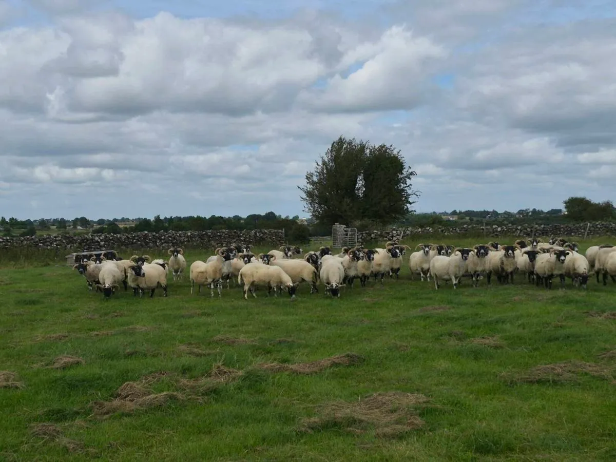 Lanark Ewes - Image 3