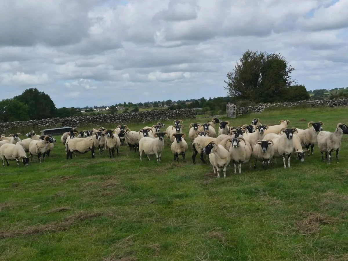 Lanark Ewes - Image 4