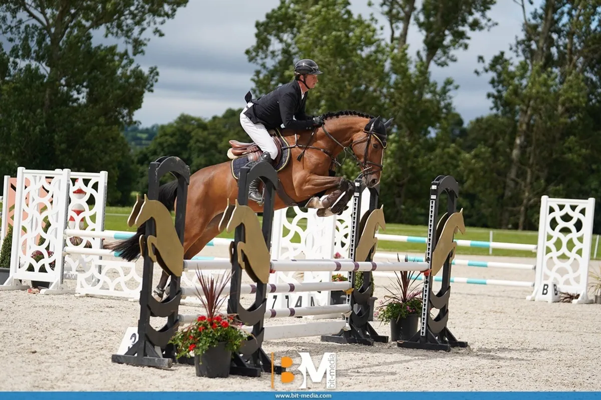 Large selection of showjumpers - Image 3