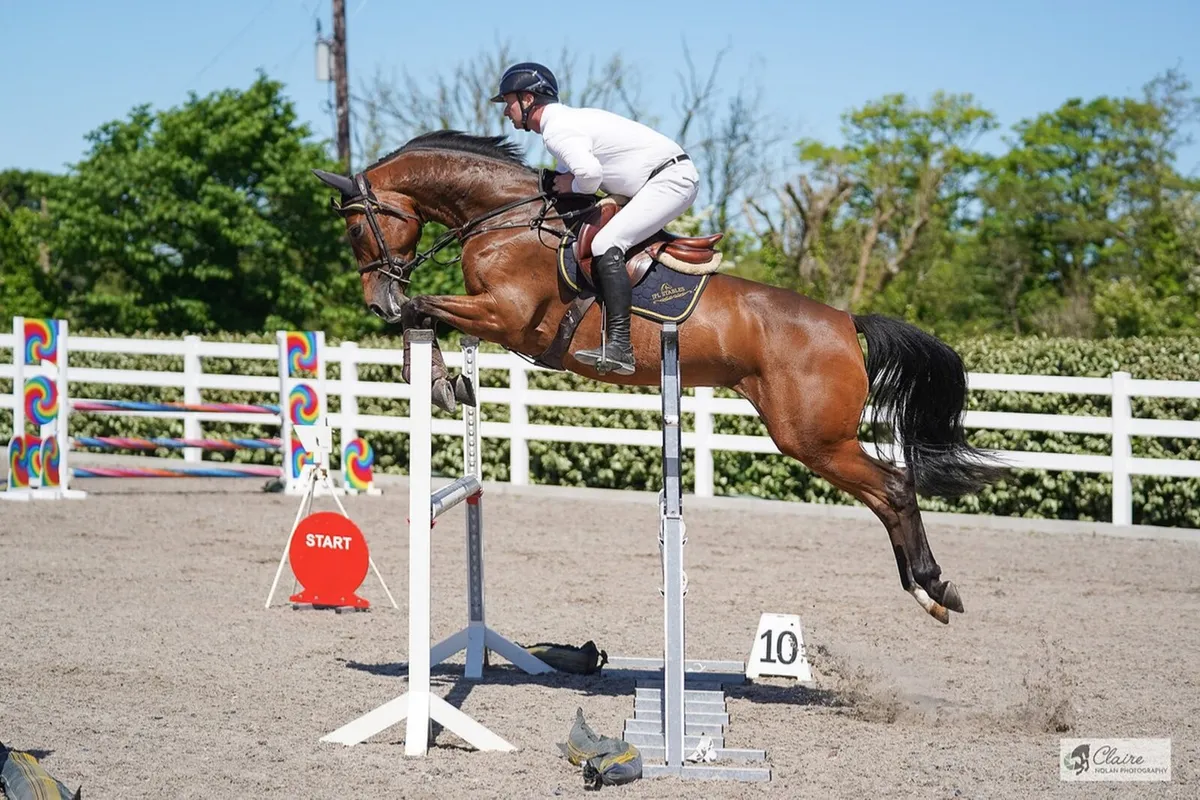 Large selection of showjumpers - Image 4
