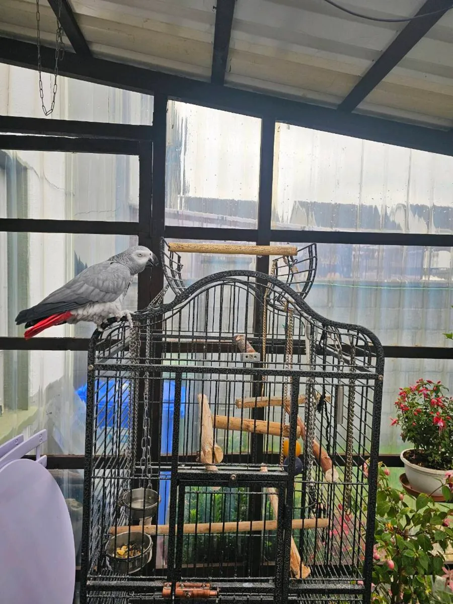 African grey parots - Image 1