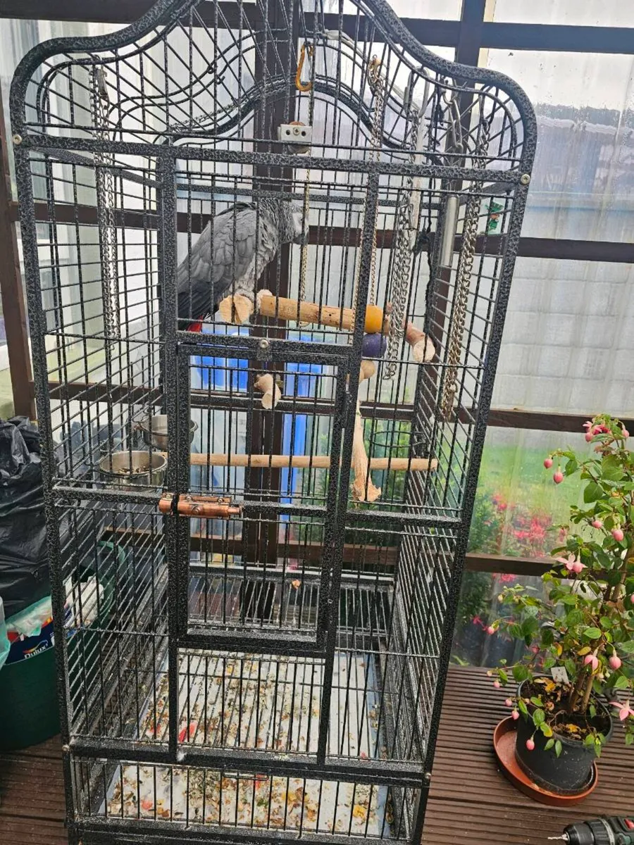 African grey parots - Image 2