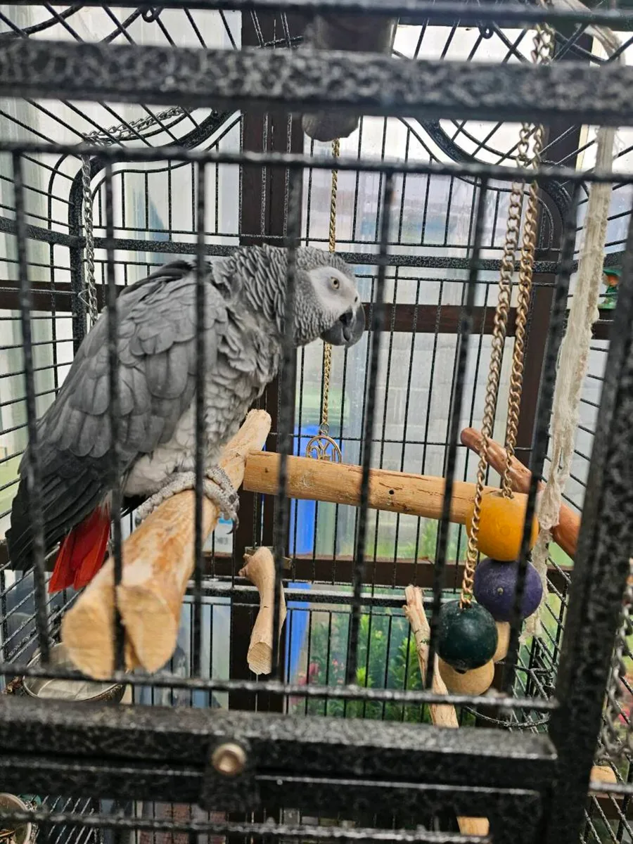 African grey parots - Image 3