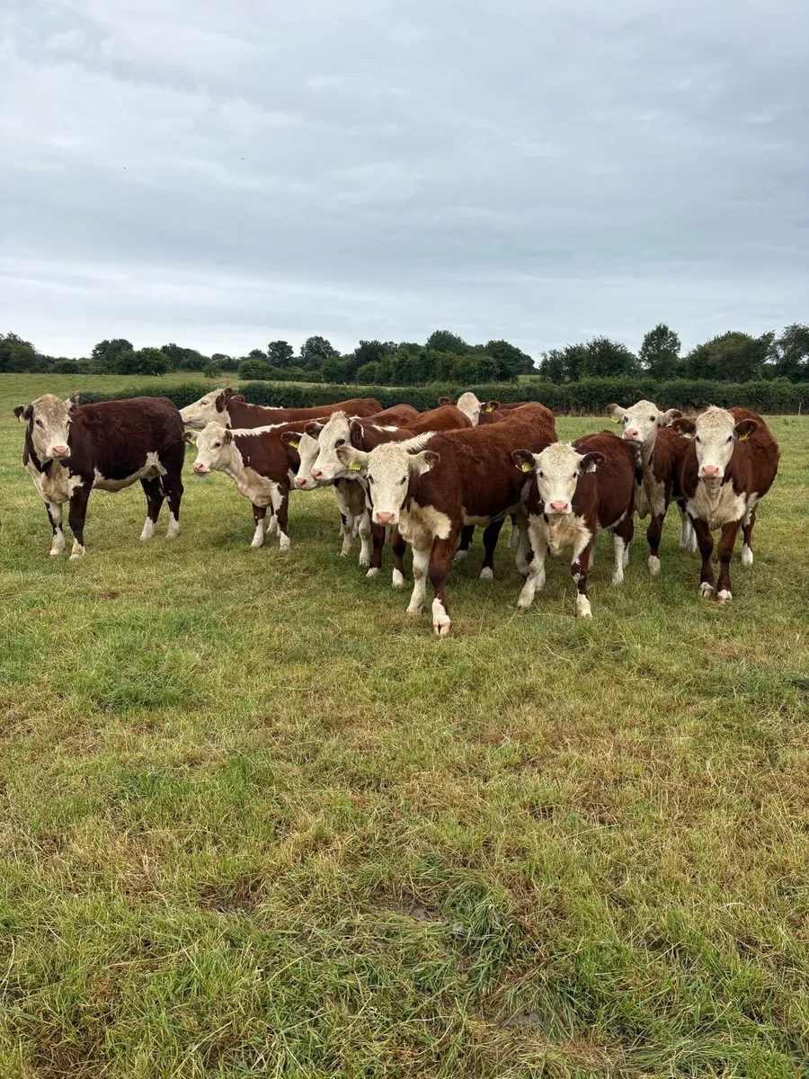 POLLED HEREFORD HEIFERS - Image 1