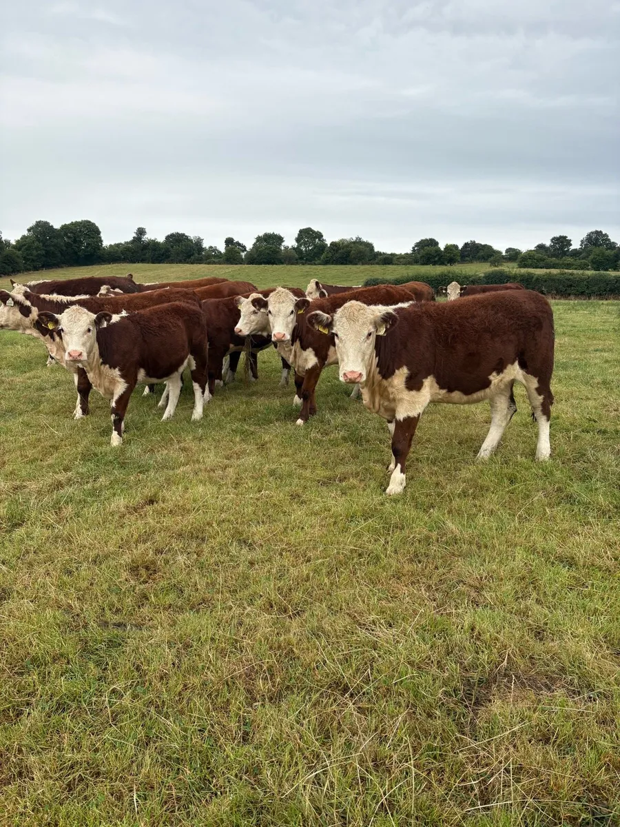 POLLED HEREFORD HEIFERS - Image 2