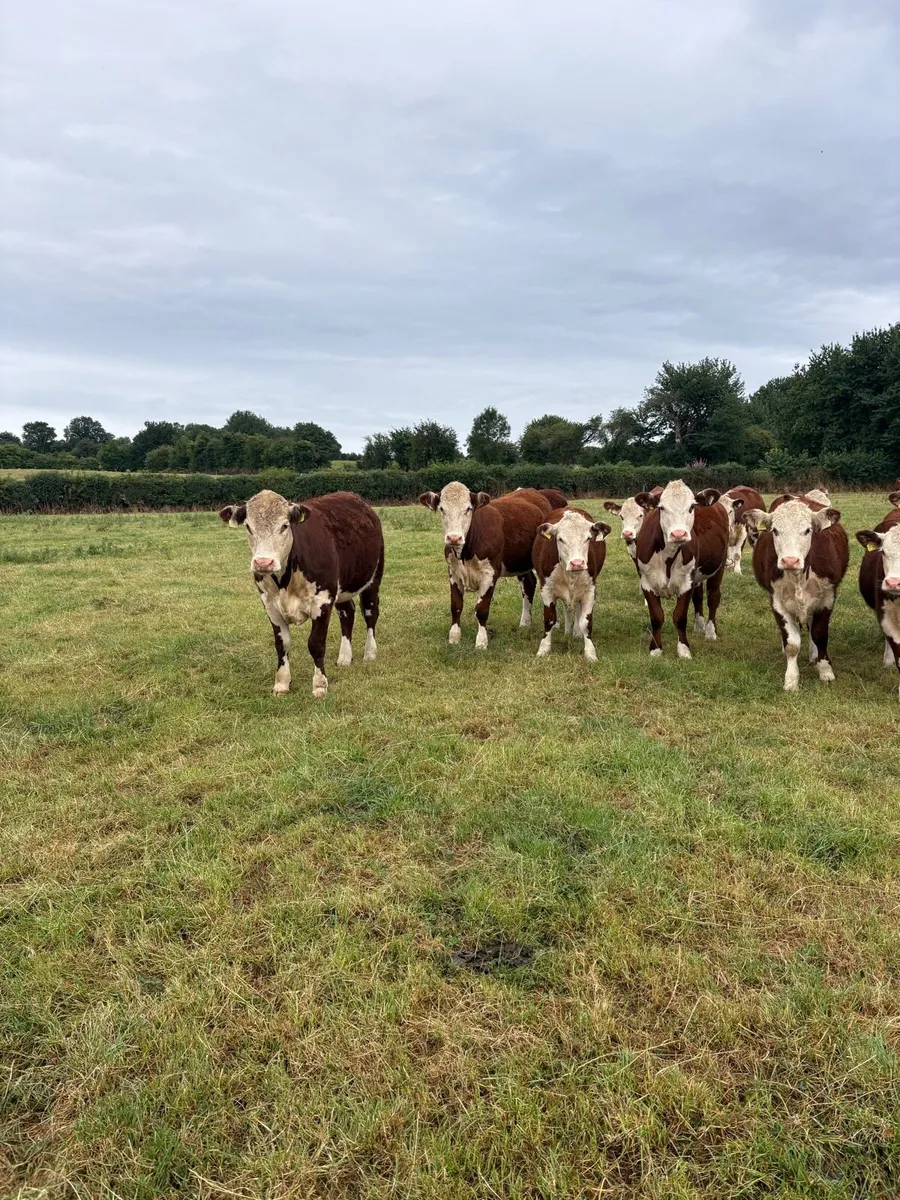 POLLED HEREFORD HEIFERS - Image 3