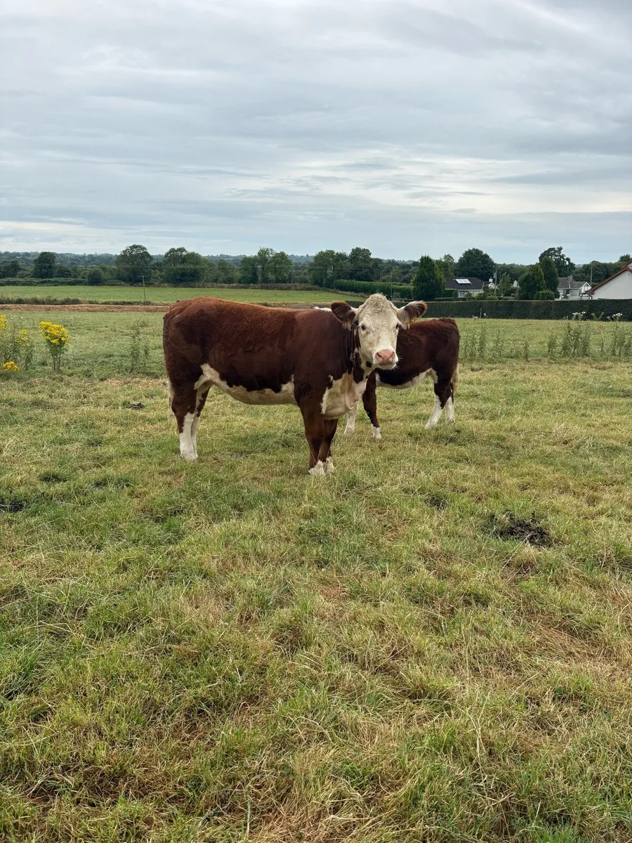 POLLED HEREFORD HEIFERS - Image 4