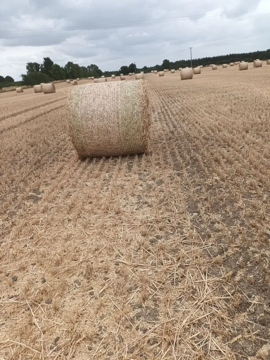 Wheat Straw 4x4 round bales