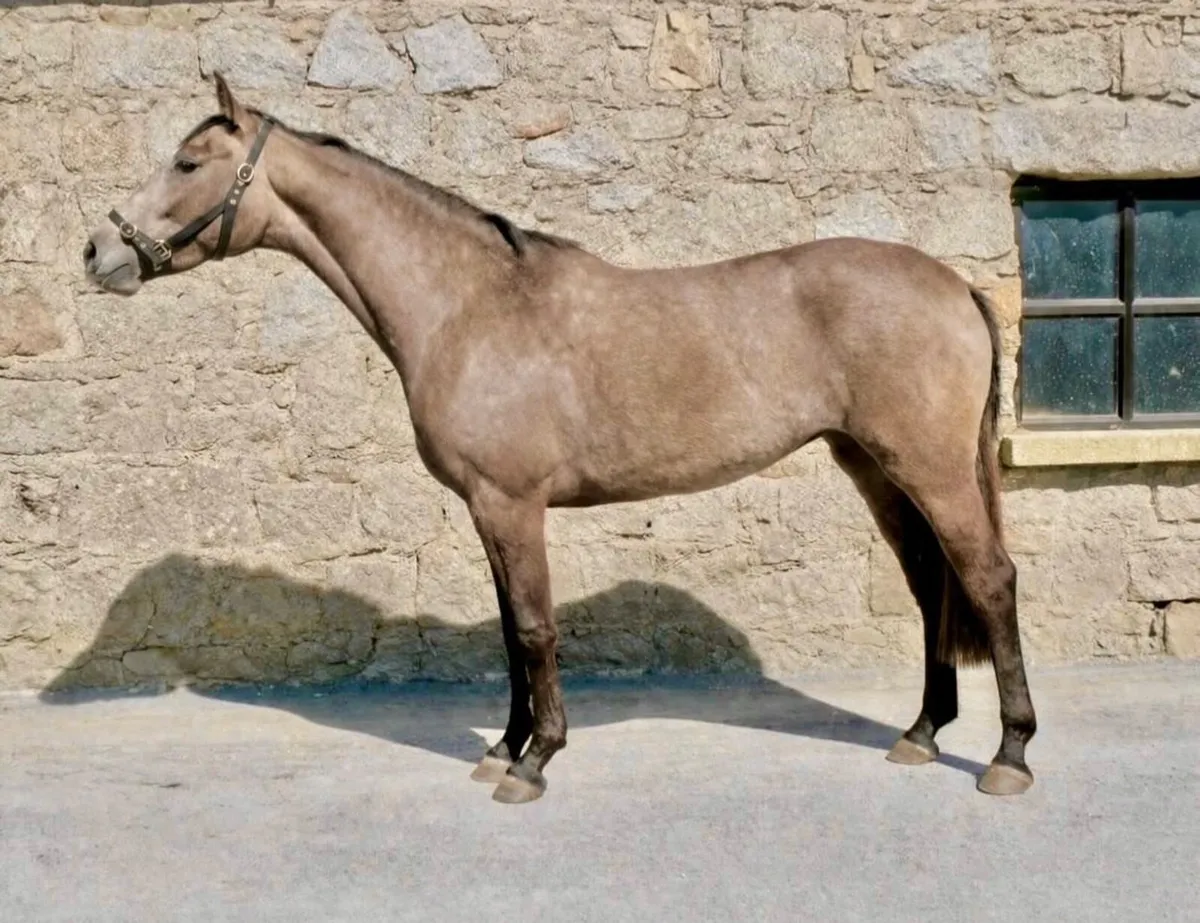 Selection of Quality Youngstock - Image 2