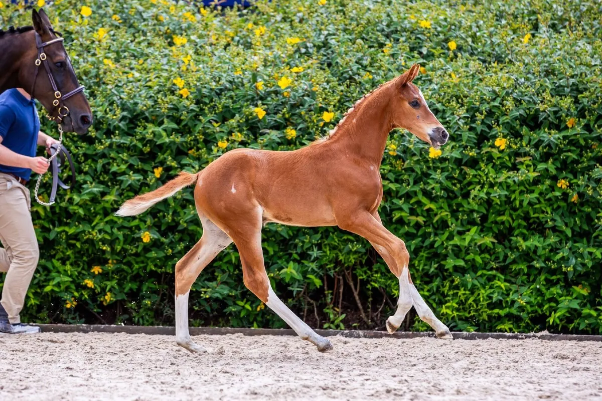 Selection of Quality Youngstock - Image 1