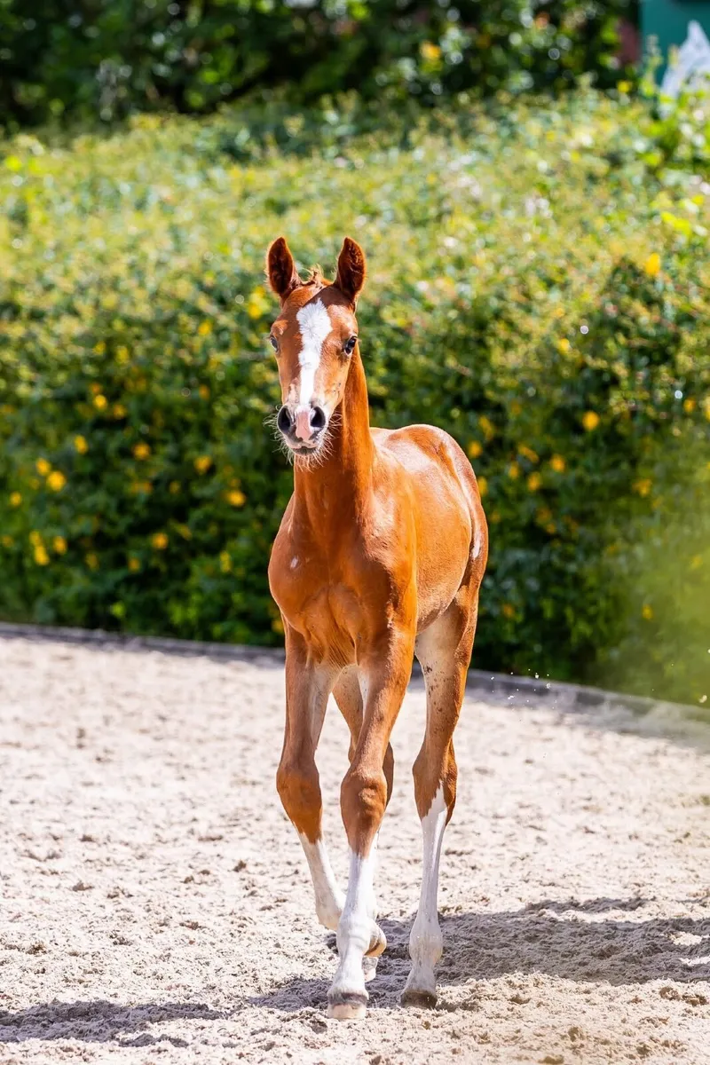 Selection of Quality Youngstock - Image 3