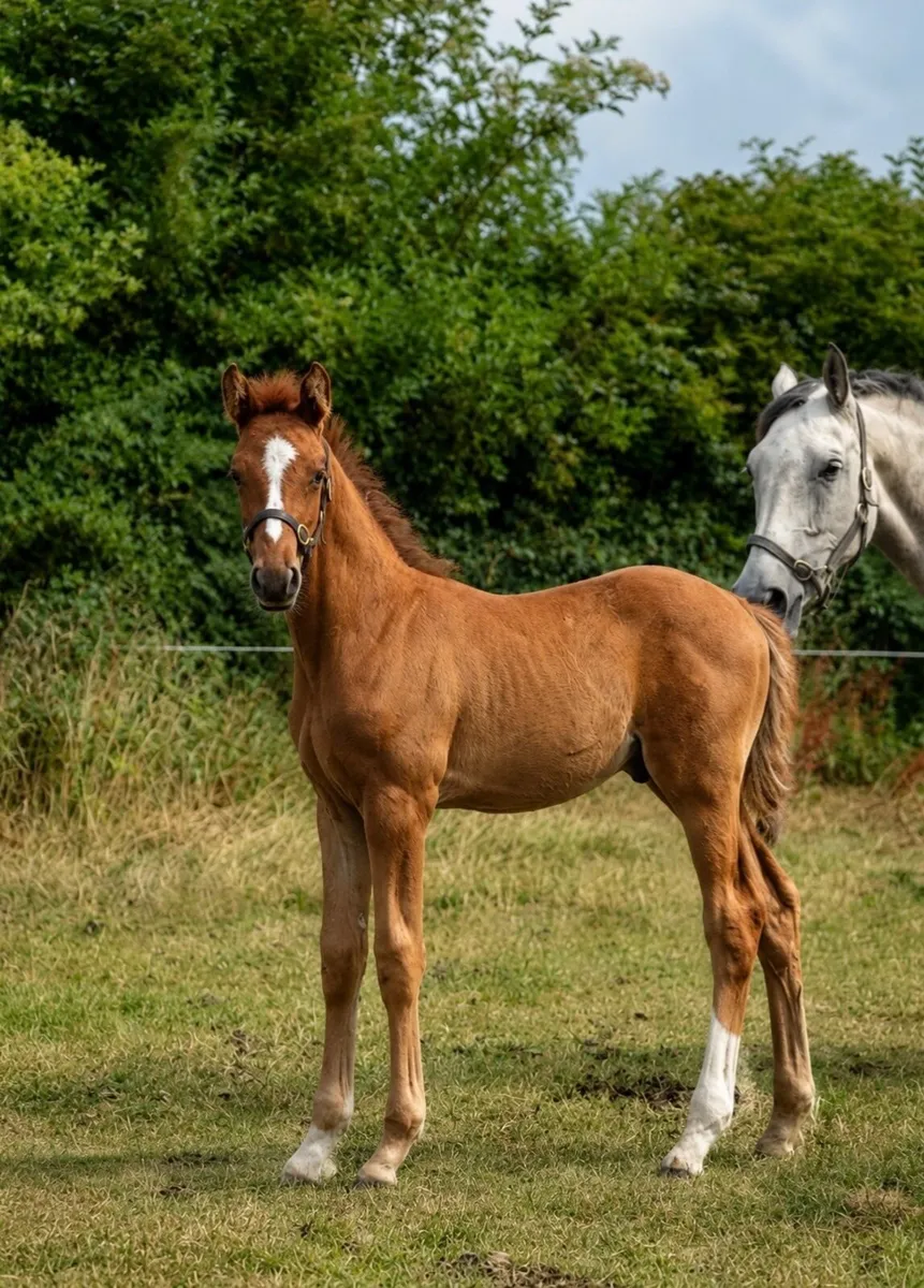 Selection of Quality Youngstock - Image 4