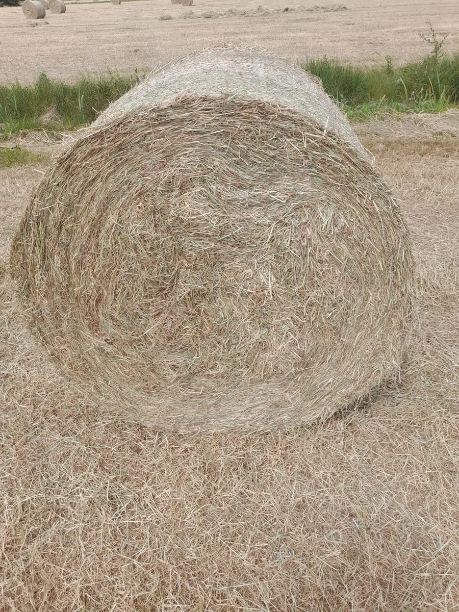 Hay - Image 2