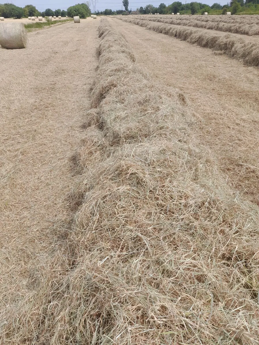 Hay - Image 3