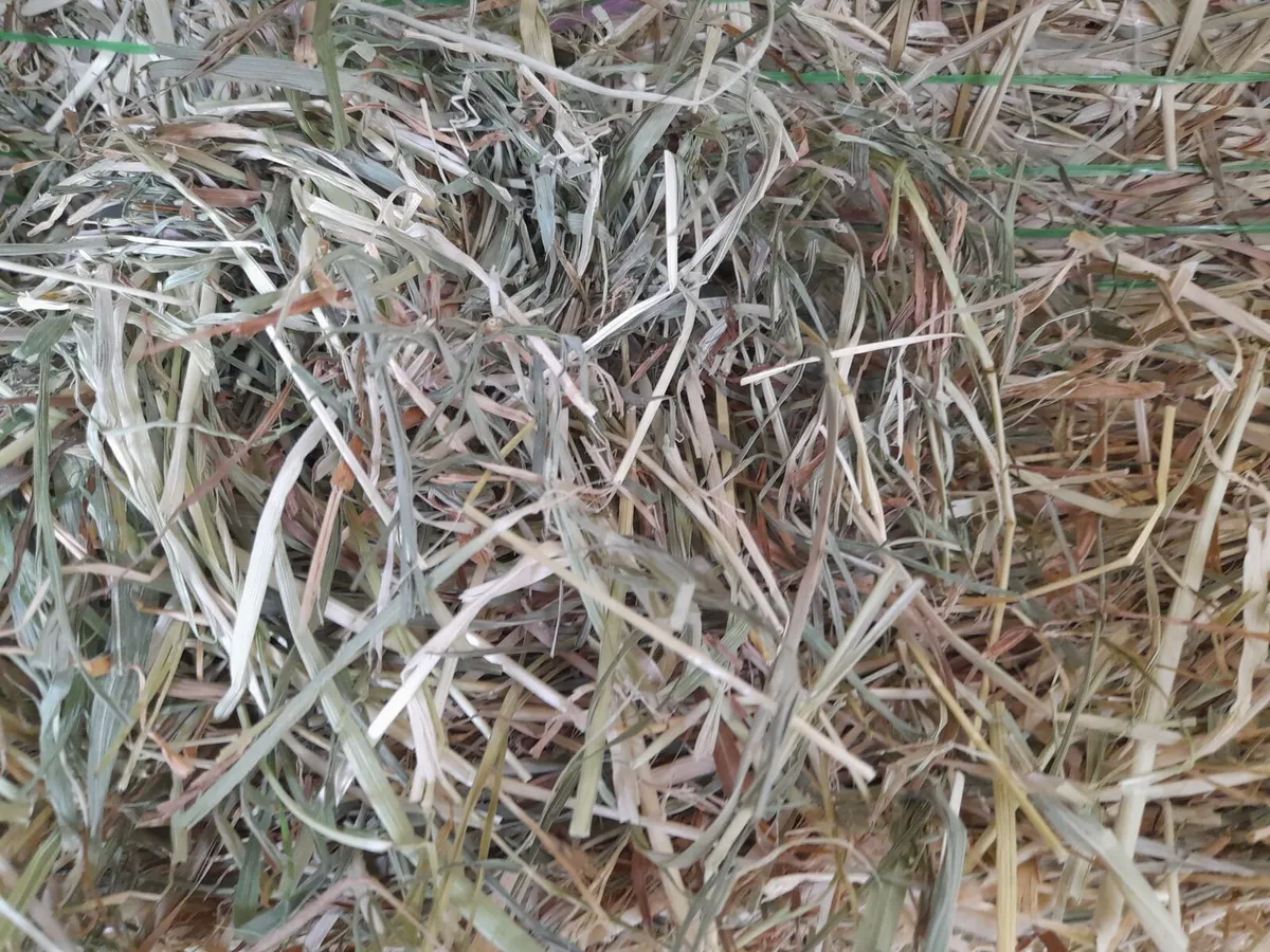 Hay - Image 4
