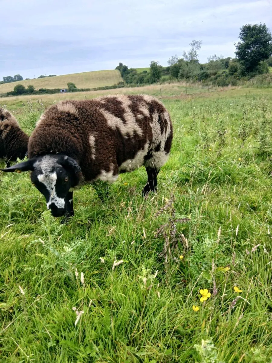 Dutch spotted ram lambs - Image 1