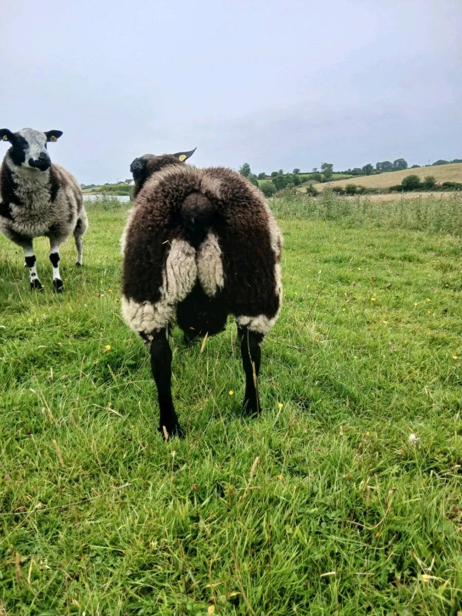 Dutch spotted ram lambs - Image 2