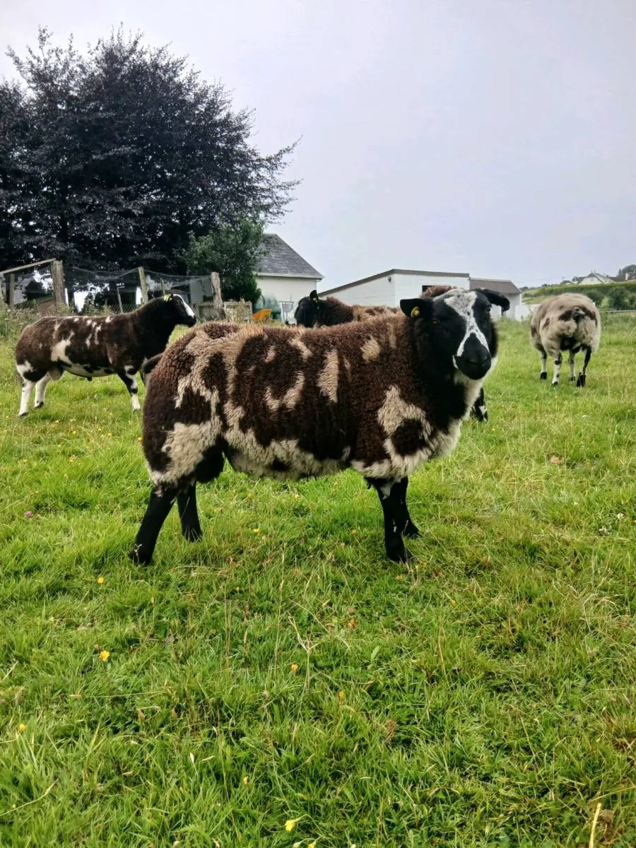 Dutch spotted ram lambs - Image 3