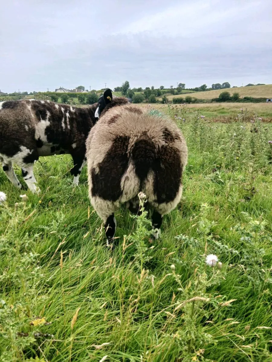 Dutch spotted ram lambs - Image 4