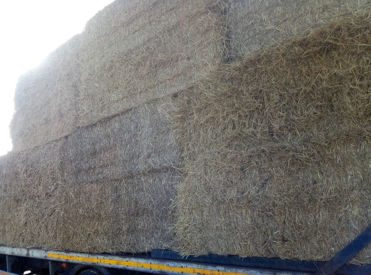 Big square bales of wheaten straw - Image 2