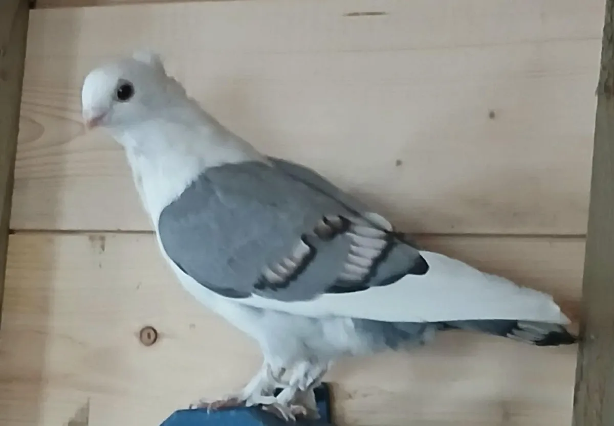Fancy Pigeons - Image 4