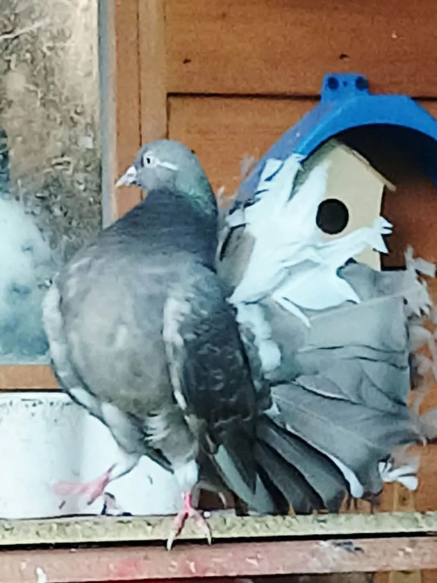 Fancy Pigeons - Image 2