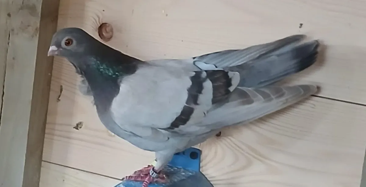 Fancy Pigeons - Image 3