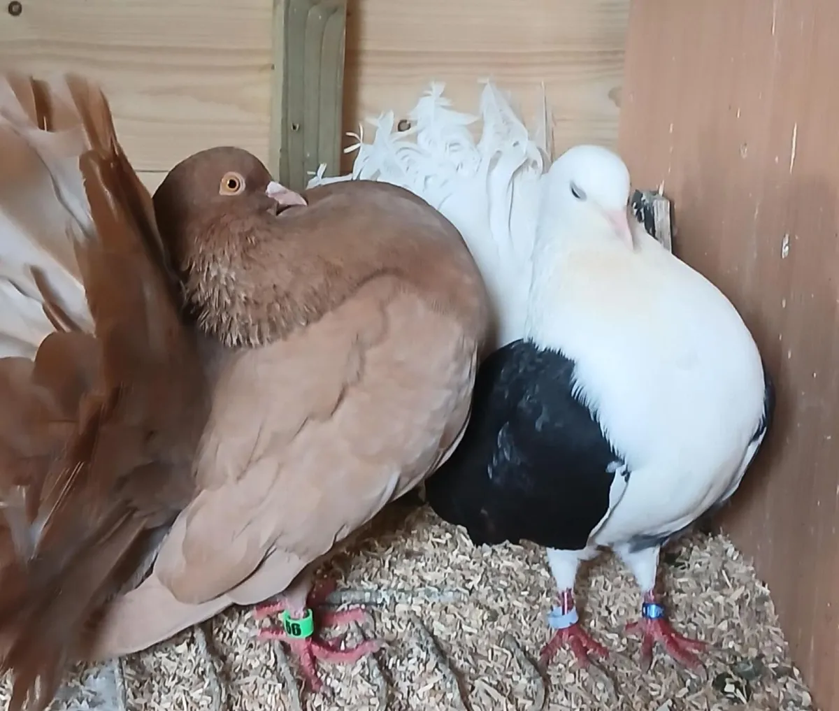 Fancy Pigeons - Image 1